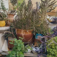 گل وگلدان طبیعی|گل و گیاه طبیعی|یزد, |دیوار