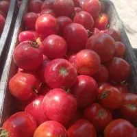 گوجه ربی گوشتی عیار بالا درجه ۱