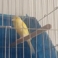 قناری گلاستر قرص  3/000/000تومان