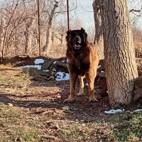 سرابی ذات قدیم|سگ|ابهر, |دیوار