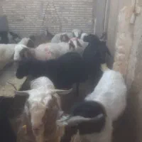 بره چاق کره چاق دام کشتاری