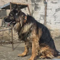 ژرمن کینگ ساز گرید A|سگ|ماهدشت, |دیوار