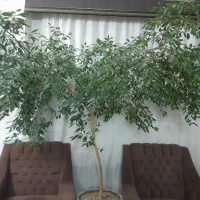 درختچه بنجامین سبز
