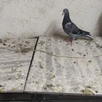 کفتر|پرنده|مشهد, عیدگاه|دیوار