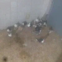 18 کبوتر جوونه و کهنه ی پرشی|پرنده|سبزوار, امیر کبیر|دیوار