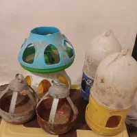 آبخوری کفتر جوجه|لوازم جانبی حیوانات|مشهد, نظام دوست|دیوار