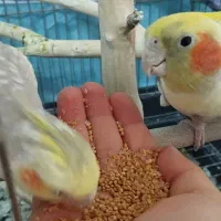 عروس هلندی|پرنده|نورآباد ممسنی, |دیوار