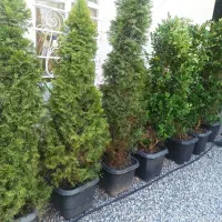 خدمات باغبانی کوددهی گلکاری هرسکاری باغچه کاری|خدمات باغبانی و درختکاری|شهریار, شهرک وائین|دیوار