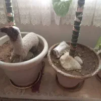 این گل از ۳ سال دارم دیگه نمیخوامش|گل و گیاه طبیعی|تهران, سردارجنگل|دیوار