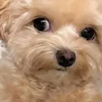 سگ توله سگ مالتیپو (پودل مالتیز)