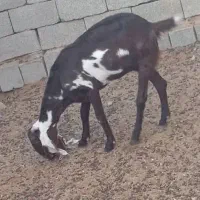 پنجاب دو رگ