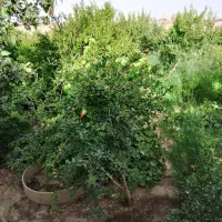 باغ