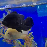 ماهی سیاە اسکار