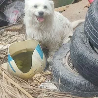 سگ پاکوتاه ماده