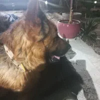 واگذاری سگ ژرمن|سگ|شاهینشهر, برخوار غرب|دیوار