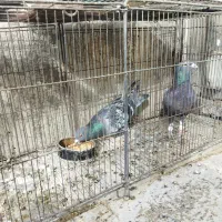 کبوتر گرفتنی نامور پلاکی|پرنده|همدان, |دیوار