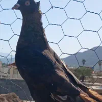 طافته ای اصیل کاکلی. بزن|پرنده|ارژن, |دیوار