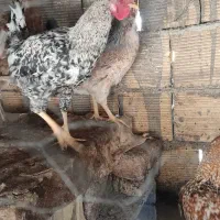 مرغ وخروس خوشگل|حیوانات مزرعه|مبارکه, |دیوار