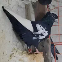 سینه نر . بشرط جوجه درجه ۱