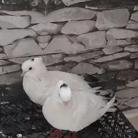 یک جفت کبوتر سفید خال دار|پرنده|سرپل ذهاب, |دیوار