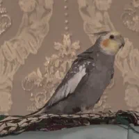 عروس هلندی گم شده