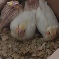 جوجه عروس هلندی لوتینو