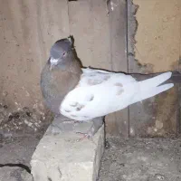 کبوتر سینه قهوه‌ای نر|پرنده|شیراز, کوشک بیدک|دیوار