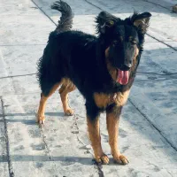 سگ ژرمن ورک