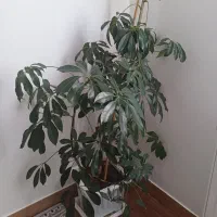 گل شلفرا آربوریکلا بزرگ