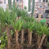 یوکا تنه دار|گل و گیاه طبیعی|مشهد, نیروی هوایی|دیوار