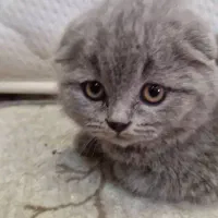 گربه بریتیش ماده یکساله