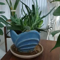 فروش گلهای خانگی سر حال|گل و گیاه طبیعی|کرمانشاه, |دیوار