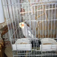 عروس هلندی نر وماده