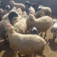 ۲۶ راس میش زایده|حیوانات مزرعه|شهر بابک, |دیوار