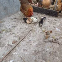 فروش مرغ و خروس و جوجه غاز