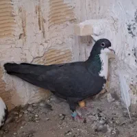 کبوتر ریش