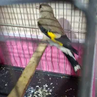 سهره کرمانی|پرنده|بجنورد, |دیوار