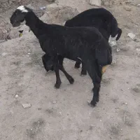 بره نر