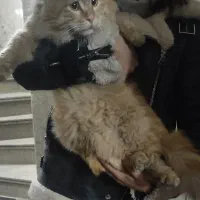 واگذاری گربه