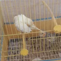 عروس هلندی