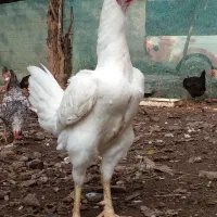 خروس لاری افغانی|حیوانات مزرعه|چابهار, |دیوار