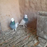 دوست طوق سبز زات قدیم یک جفت جوجه داره