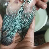 کامفا