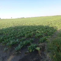زمین کشاورزی یک هکتارروستای انگنه|فروش زمین و ملک کلنگی|نوشین شهر, |دیوار