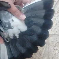 کبوتر دوبهر|پرنده|نجفآباد, یزدانشهر|دیوار