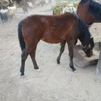 کره مادیون|اسب و تجهیزات اسب‌سواری|الشتر, |دیوار