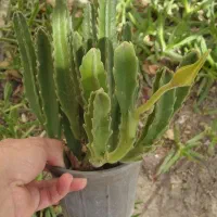 گل کاکتوس|گل و گیاه طبیعی|مشهد, هنرور|دیوار