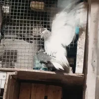 نروماده