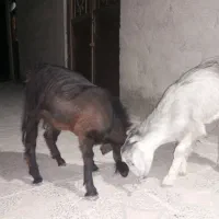فروش دو تا کهره سرحال وچاق مناسب جهت داشت وکشتن