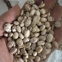 لوبیا چیتی درجه۱